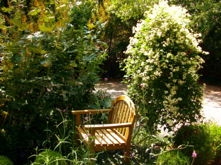 'Sweet Autumn Clematis' on a garden trellis