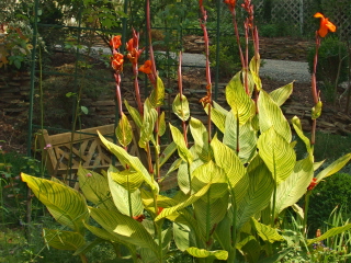 Canna 'Bengal Tiger' in our garden this week.